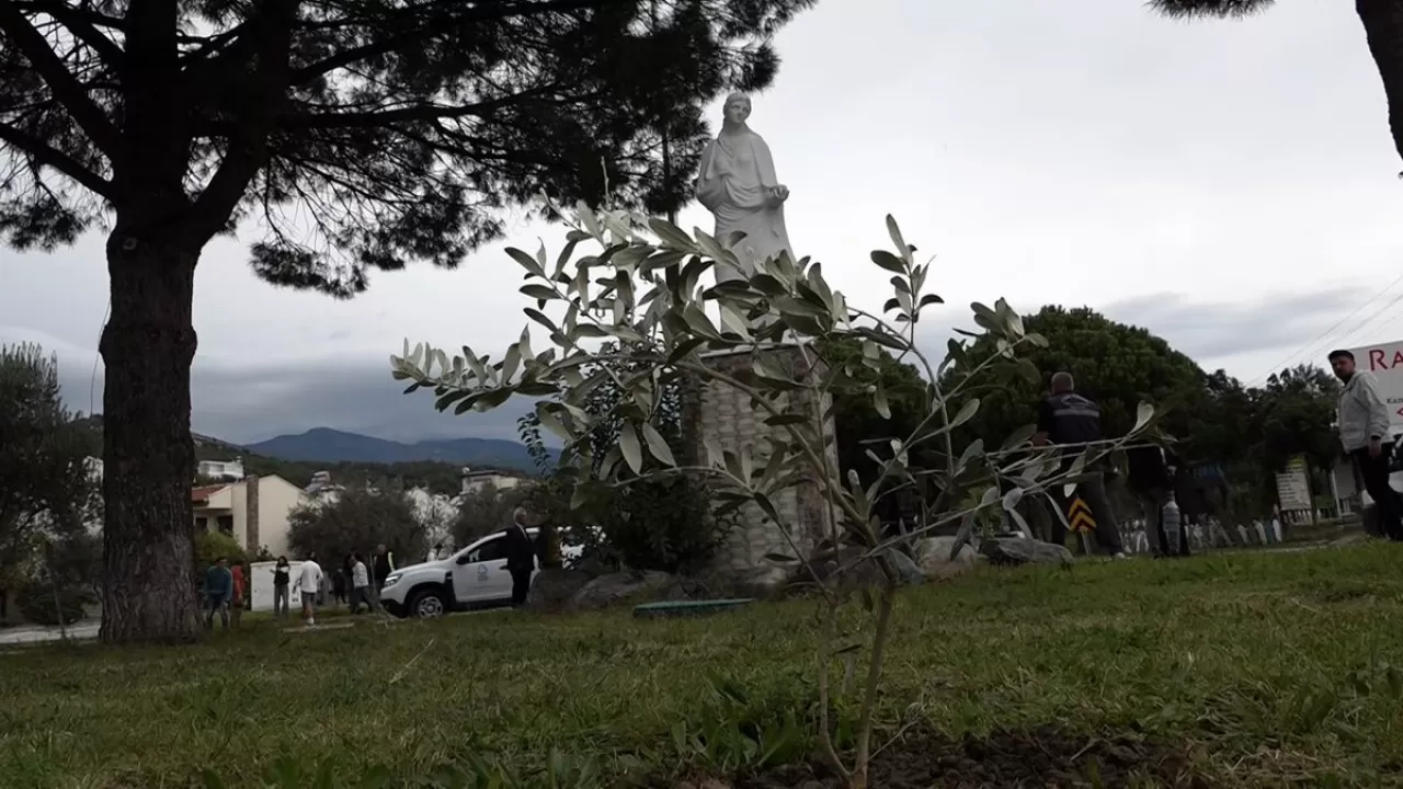 Edremit'te Ultra Koşusu Öncesi Zeytin Fidanları Toprakla Buluştu