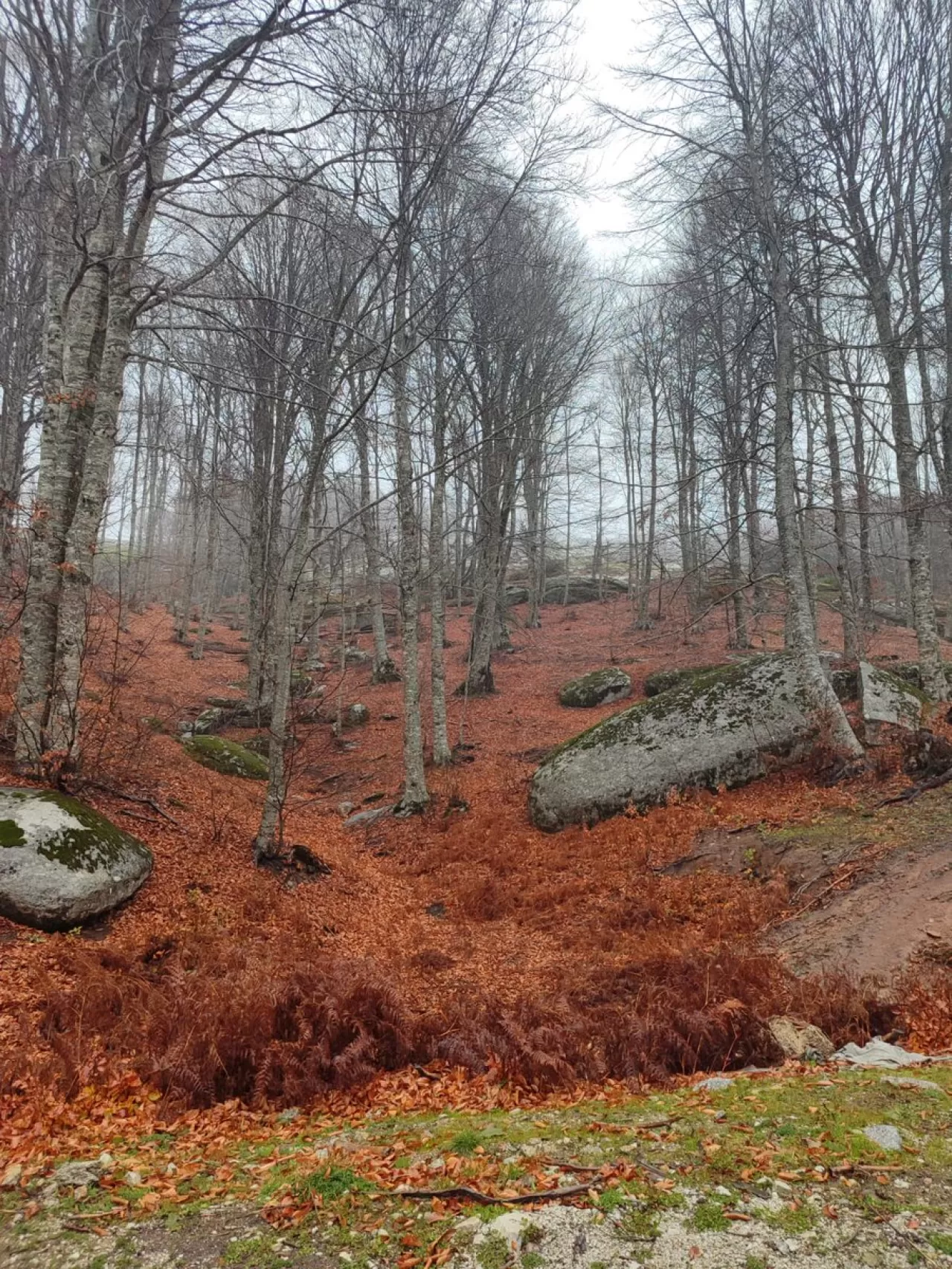 Susurluk Çataldağ'da Sonbaharın Mistik Manzarası Doğaseverleri Bekliyor