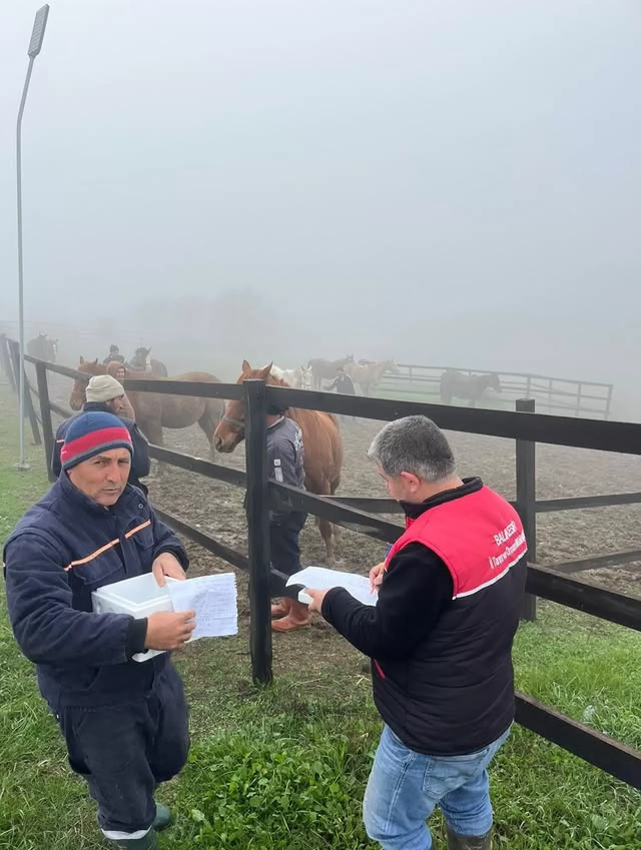 Balıkesir'de Safkan Atlara Genel Sağlık Taraması ve Aşılama