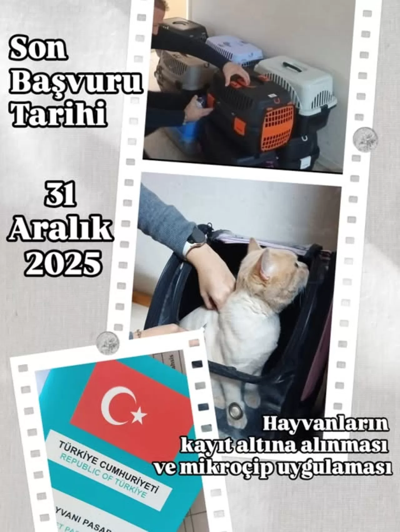 Evcil Hayvan Sahipleri İçin Mikroçip Uygulamasında Son Tarih 31 Aralık 2025