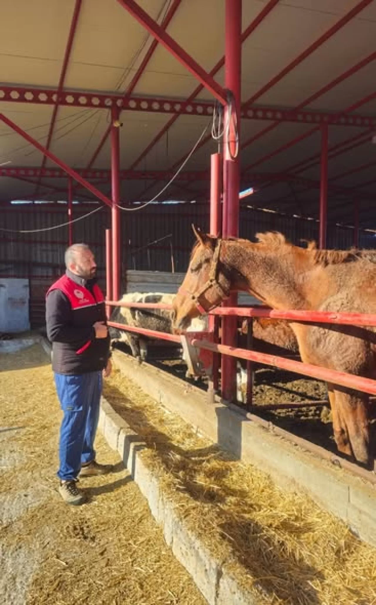 Altıeylül'de Hayvan Sağlığı Taraması ve Aşılama Çalışmaları Sürüyor