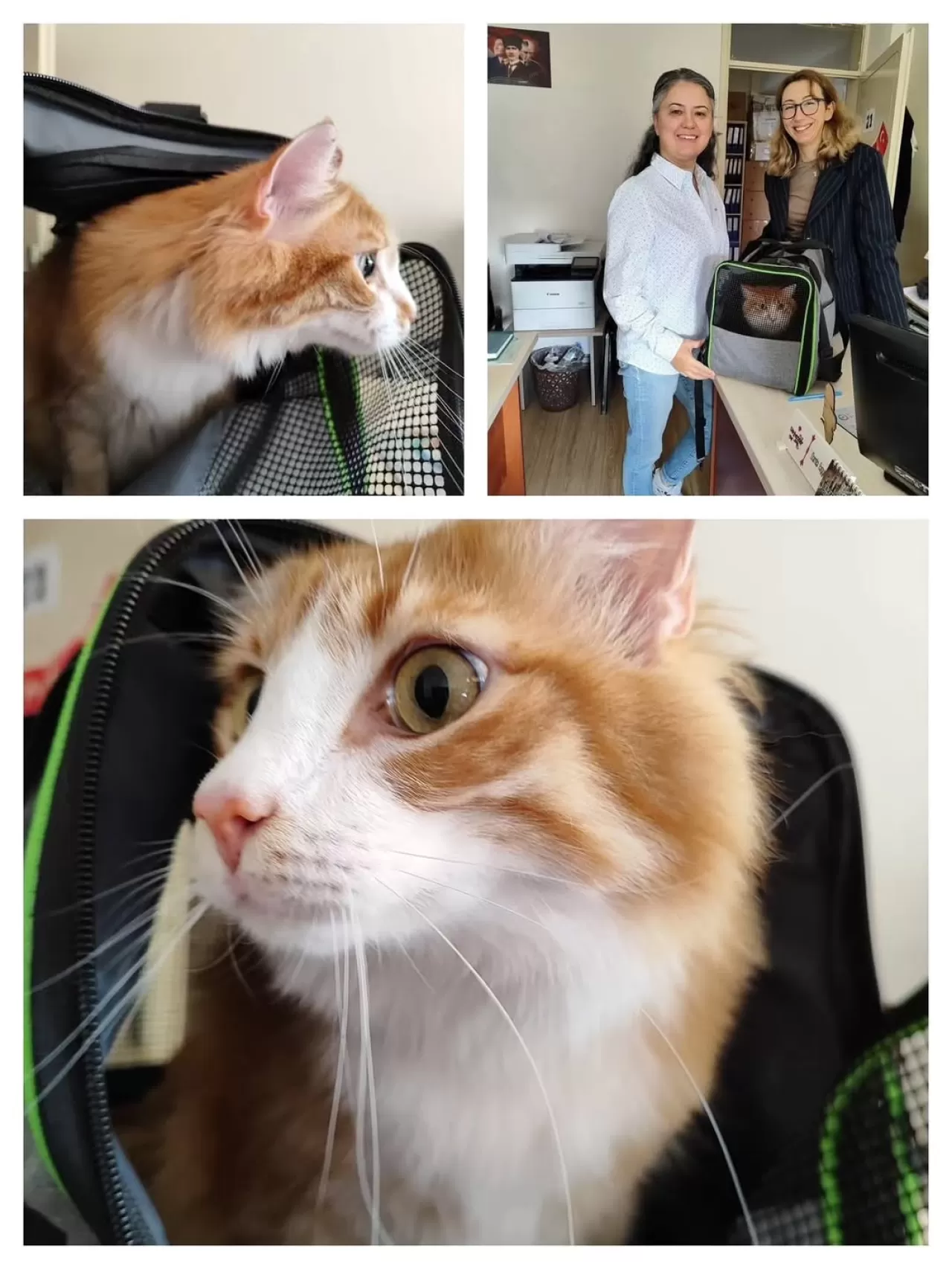 Balıkesir'de Evcil Hayvanlar İçin Mikroçip ve Kuduz Aşısı Zamanı