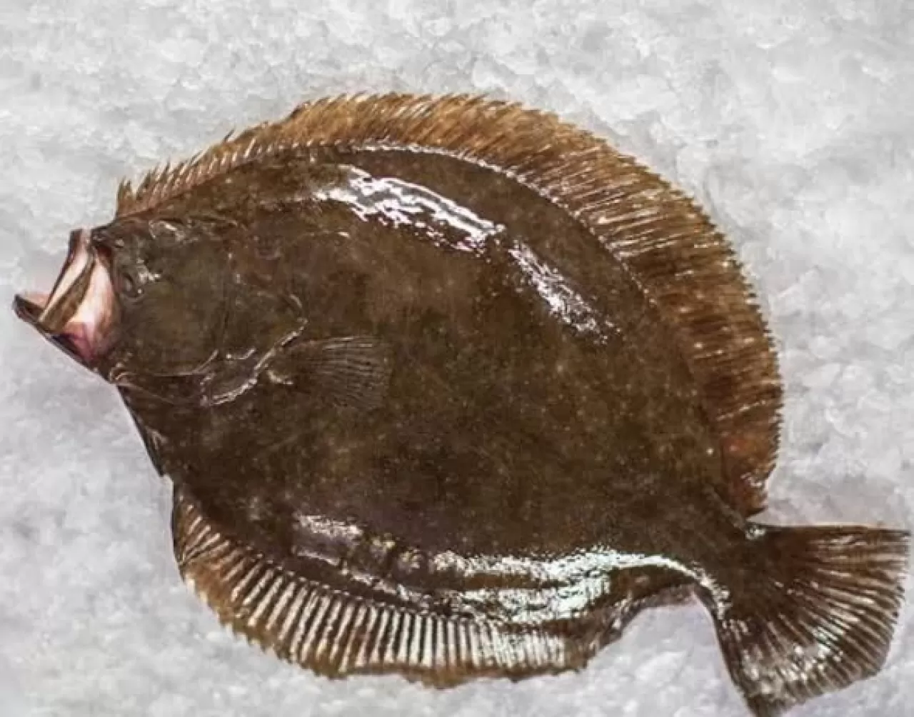 Gömeç'te Dil ve Pisi Balığı Avı Yasaklandı