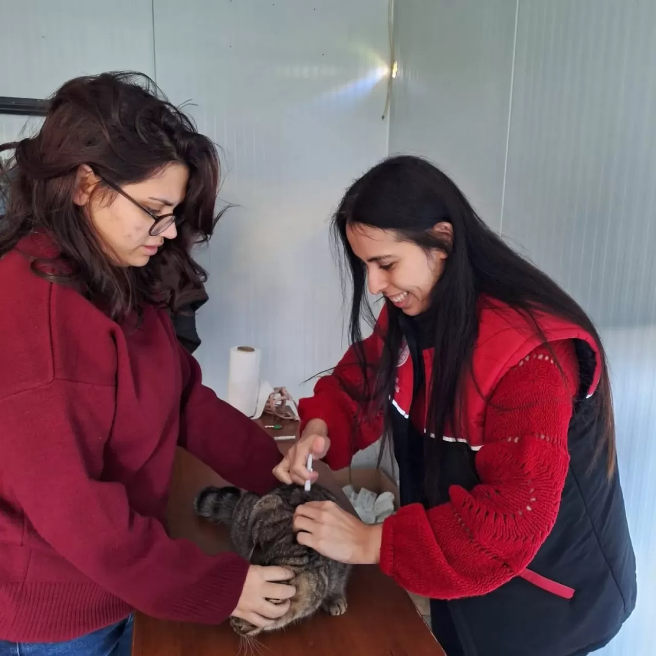 Edremit'te Kedi ve Köpekler İçin Mikroçip Zorunluluğu