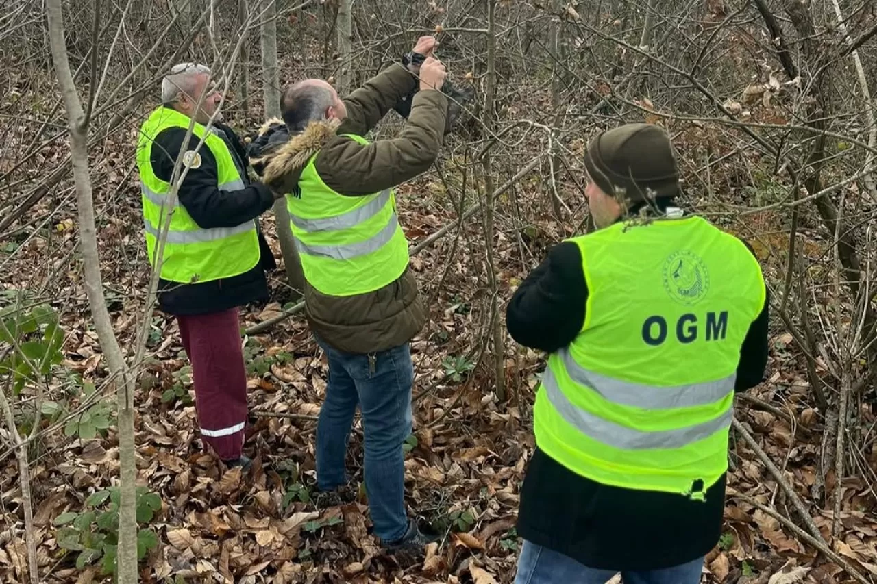Balıkesir'de Kestane Ormanları İçin Biyolojik Mücadele Hamlesi