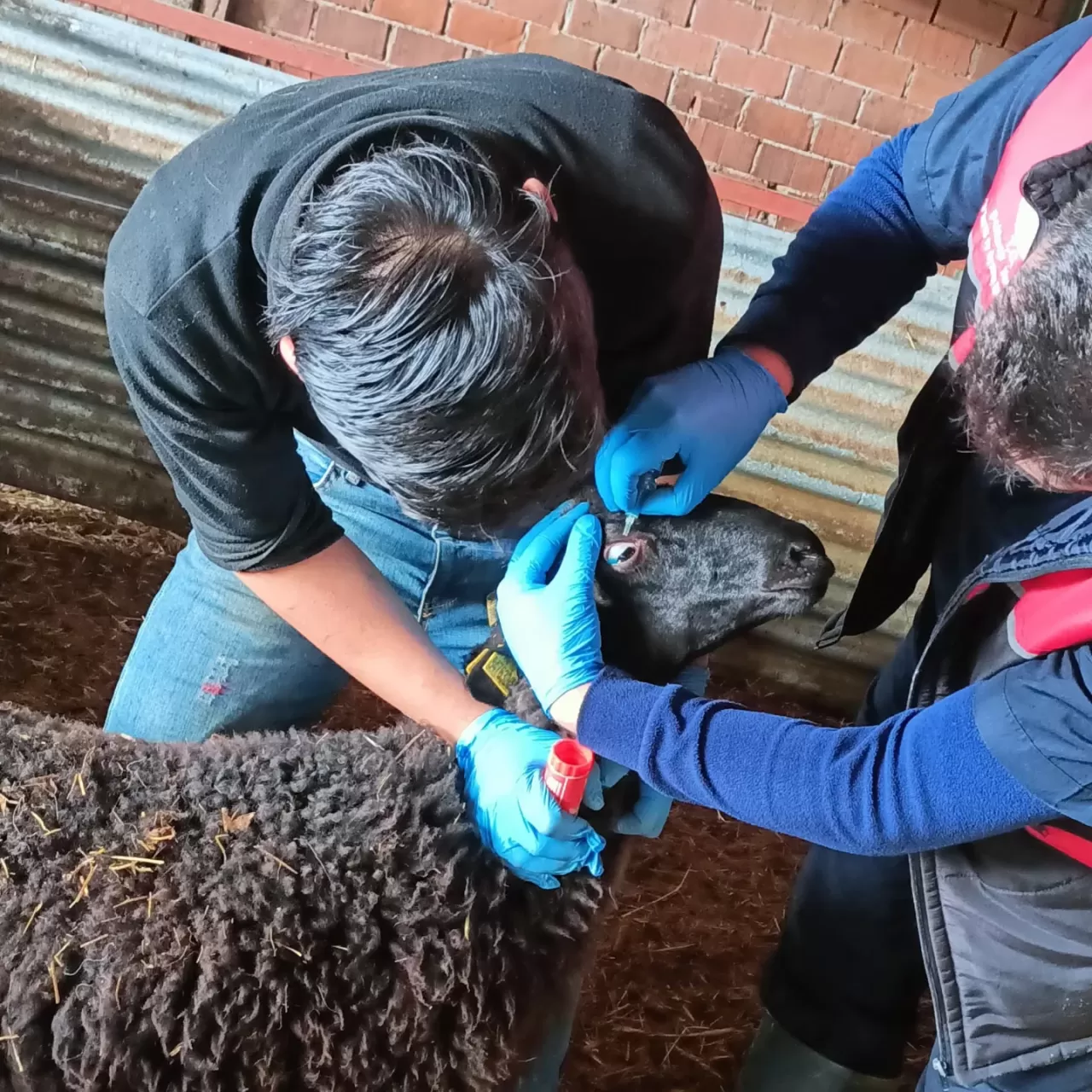 Edremit'te Küçükbaş Hayvanlara Brucella Aşısı ve Küpeleme Çalışmaları Sürüyor