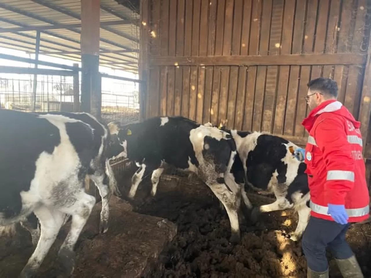 Gömeç'te Büyükbaş ve Küçükbaş Hayvanlara Sağlık Taraması