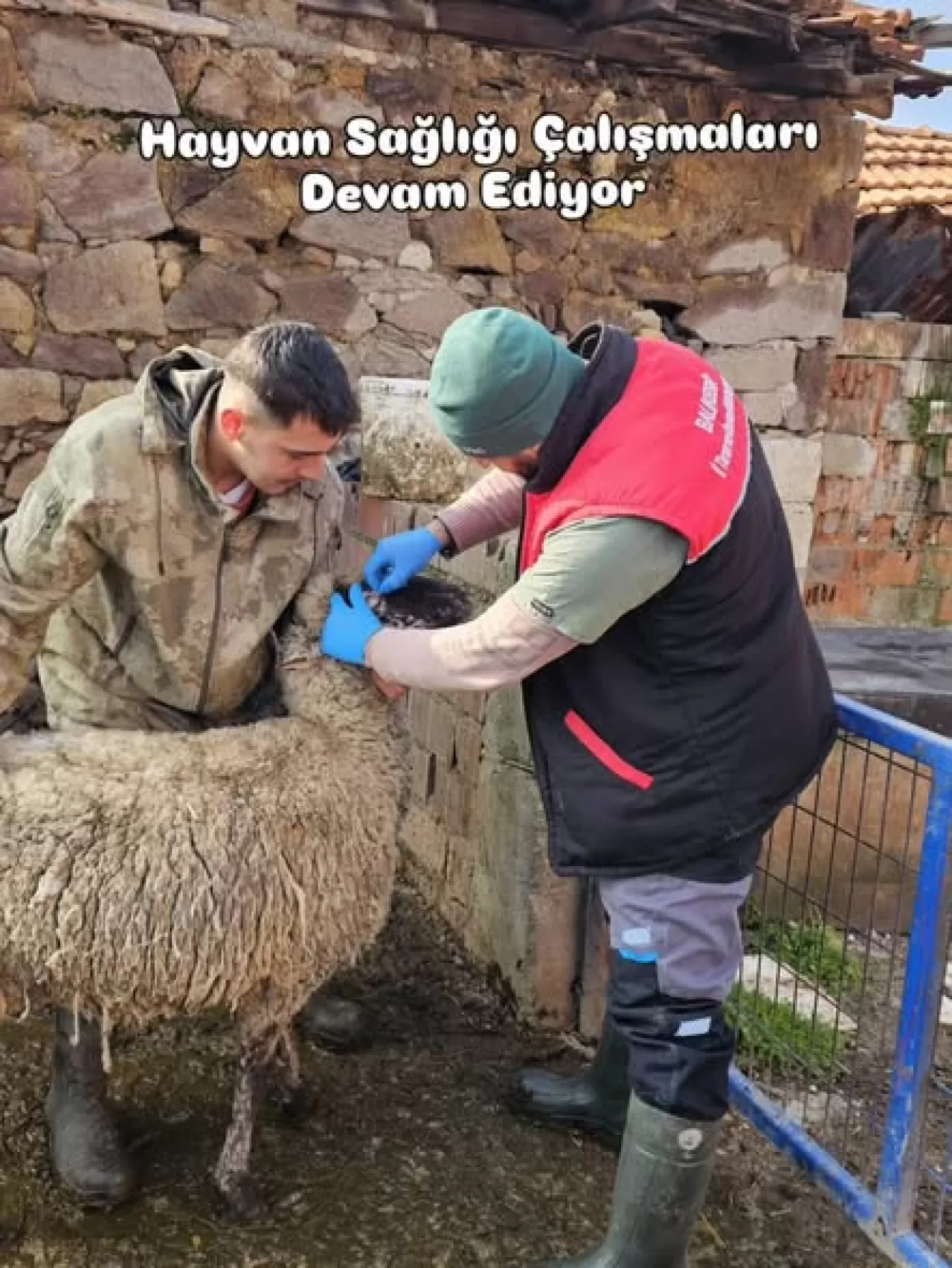 Altıeylül'de Hayvan Sağlığı Tarama ve Aşılama Çalışmaları Devam Ediyor