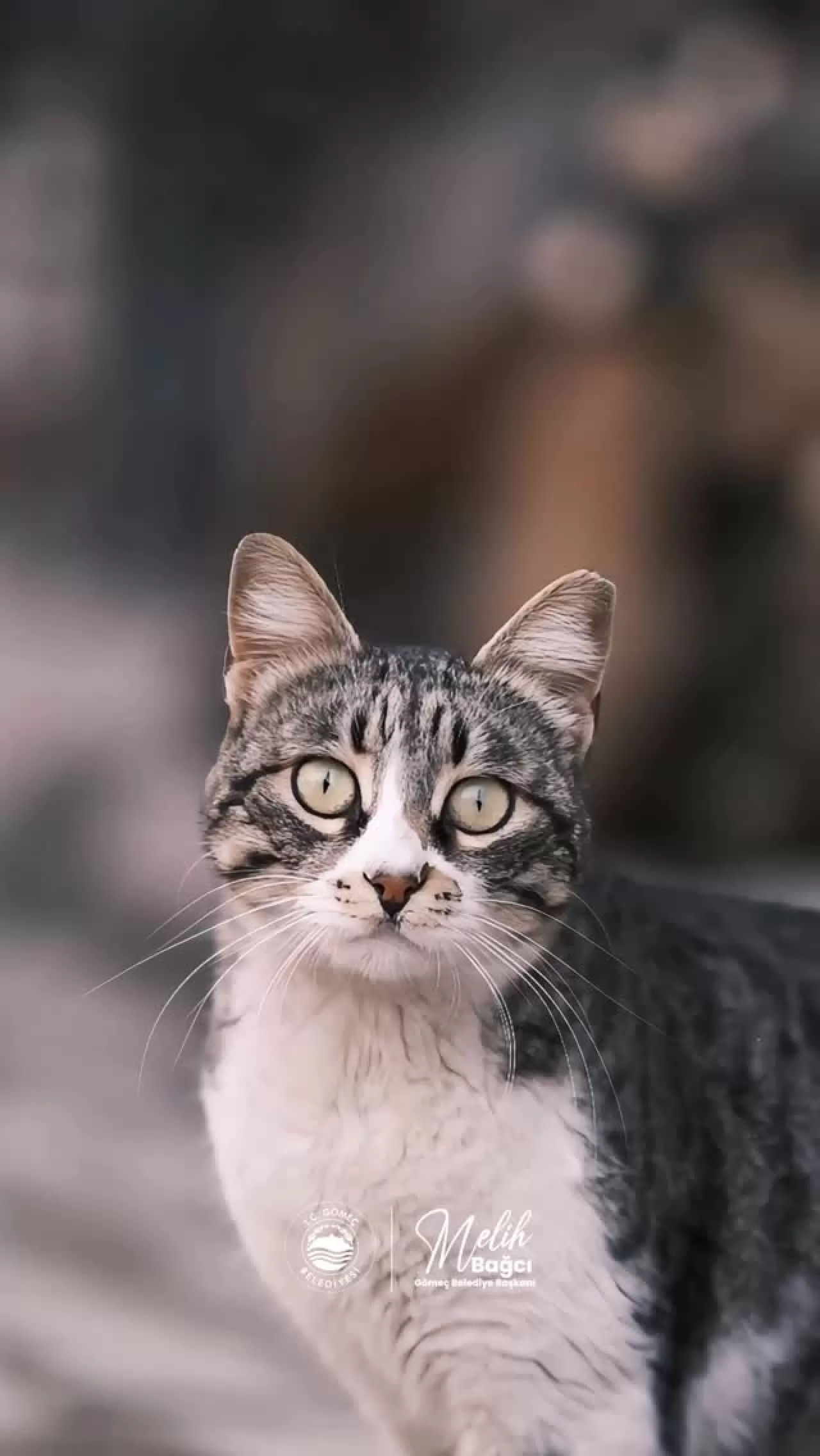 Gömeç'te Hafta Sonu Sevgi ve Huzur Vurgusu