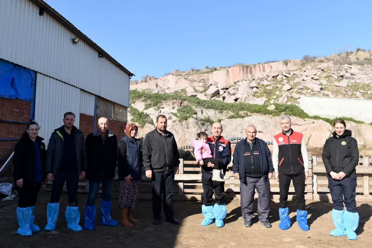 Balıkesir'de Karacabey Merinosu Yetiştiriciliği İncelendi