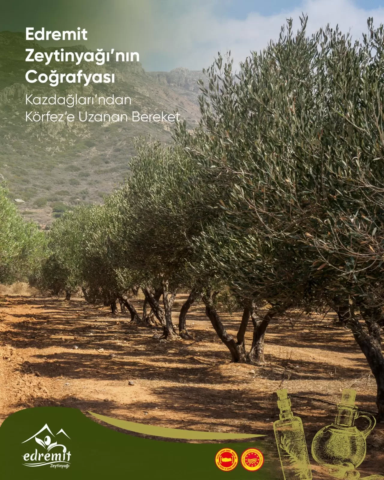 Edremit Zeytinyağı'nın Kalitesinin Ardındaki Sır: Kazdağları ve Körfezin Benzersiz Uyumu