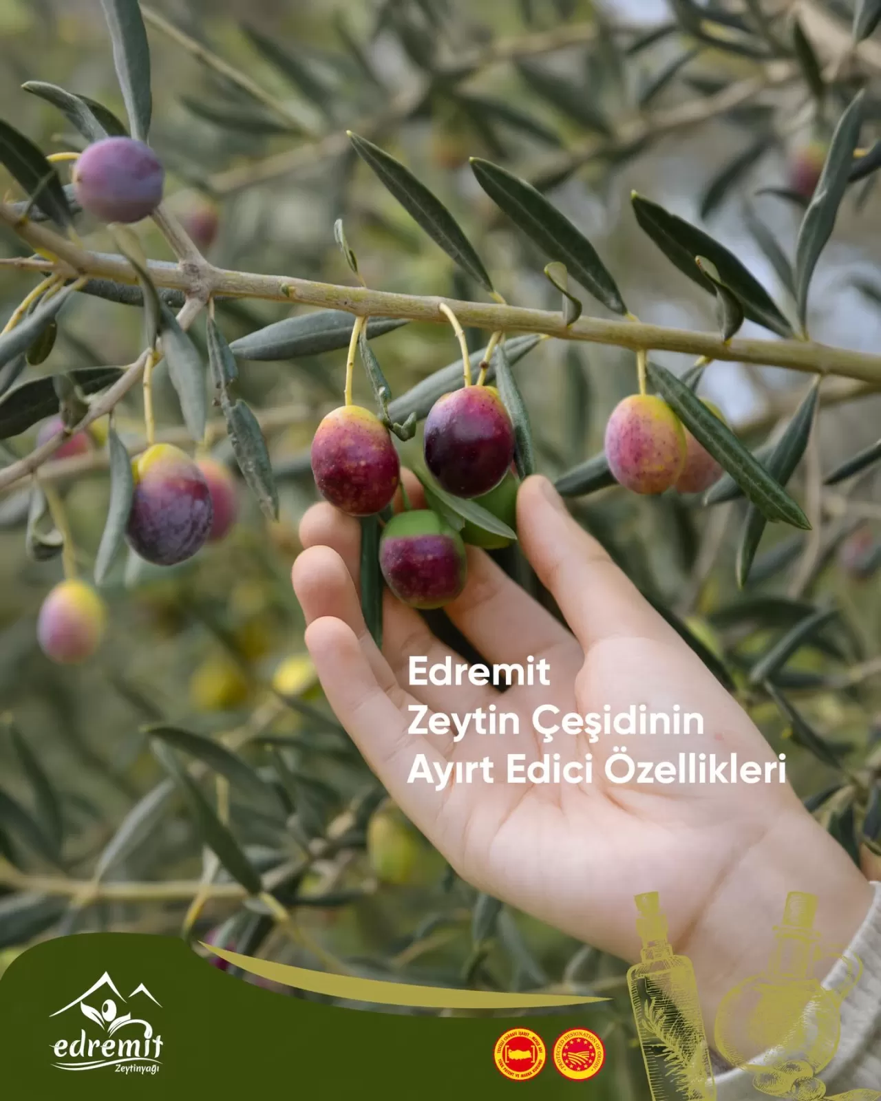 Edremit Zeytini ve Zeytinyağının Kalitesinin Sırrı Ortaya Çıktı