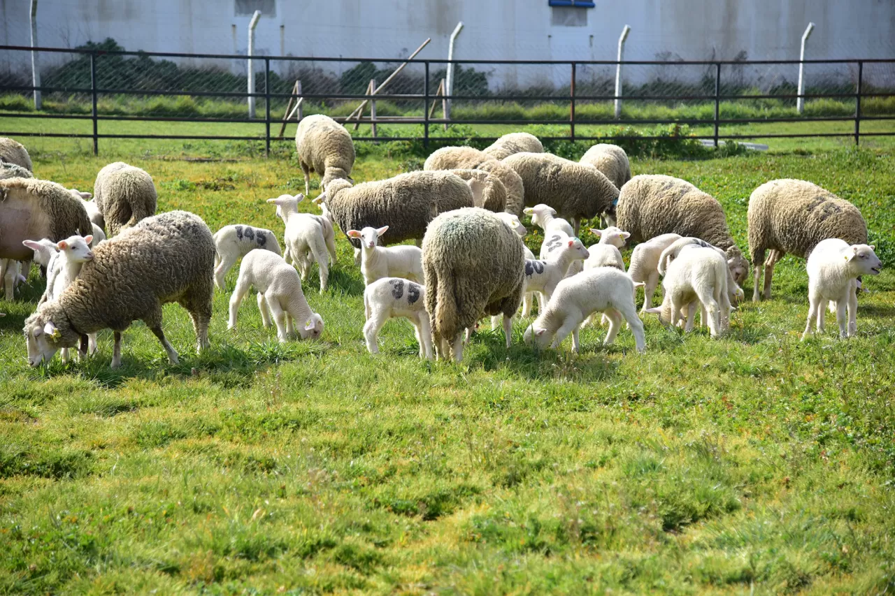 BAÜN Çiftliğinde Baharın Müjdecisi: Yavru Kuzular Açık Havayla Tanıştı