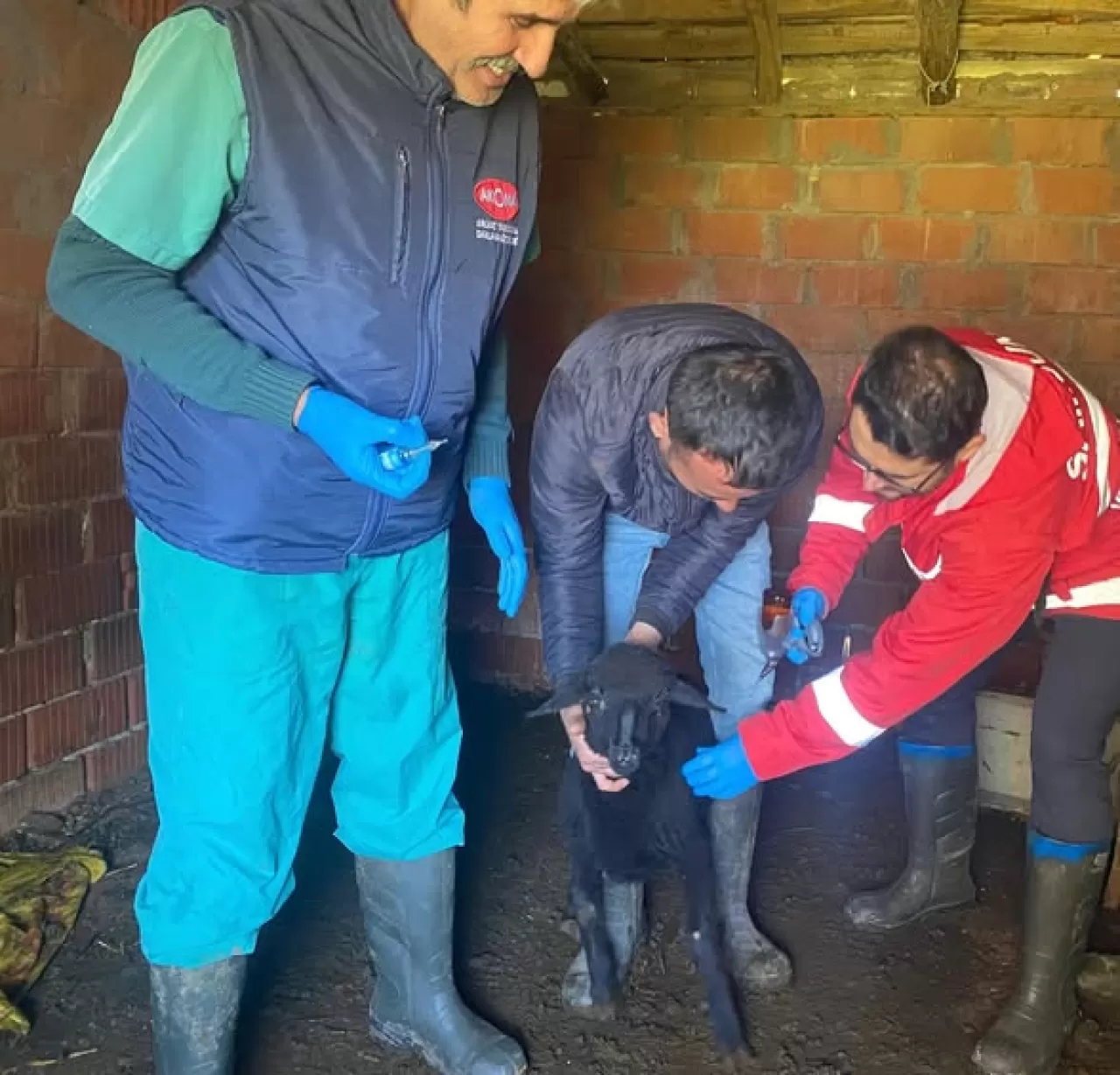 Gömeç'te Hayvan Sağlığı Takibi Nasıl Sürüyor?