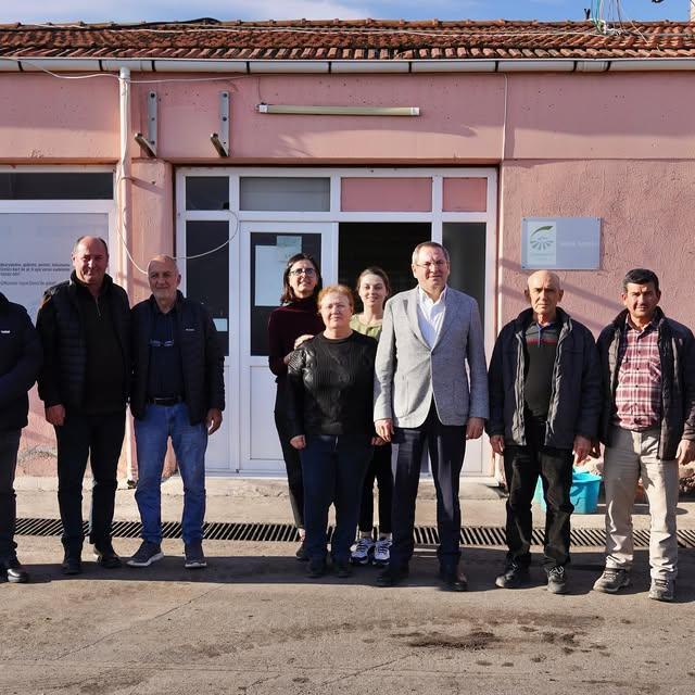 Altınova Tarişi: Zeytin Sezonu Umutla Başladı