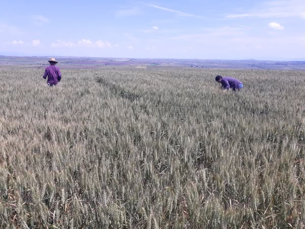 Gönen'de Süne Sürvey Çalışmaları Başladı