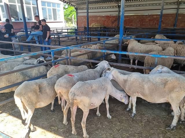 İvrindi'de Kurban Bayramı Pazarı Yoğun İlgi Gördü