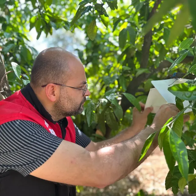 Edremit'te Akdeniz Meyve Sineği Takibi Başladı