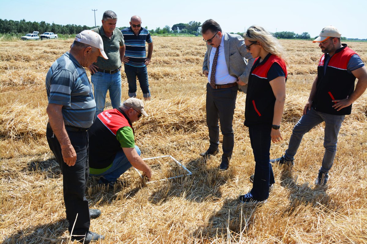 Edremit'te Buğday Hasadı Başladı, Kaymakam Odabaş Çiftçilere Destek Verdi
