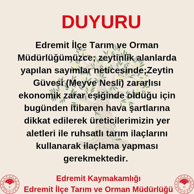 Edremit'te Zeytin Güvesi Alarmı: Üreticilere İlaçlama Çağrısı