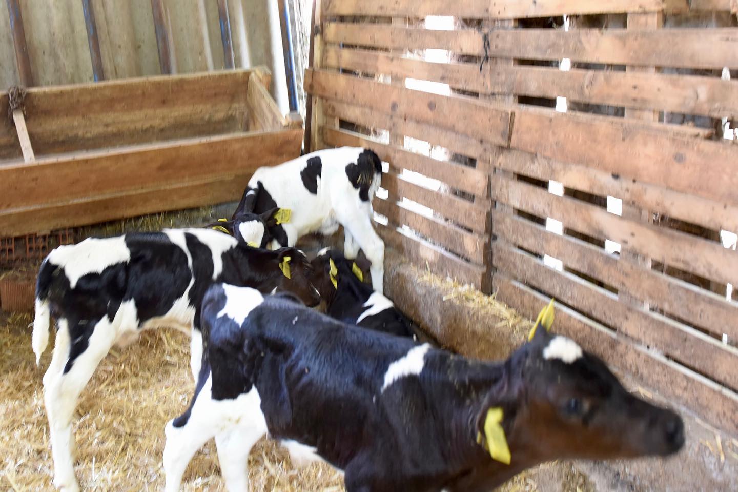 Susurluk'ta Tek Doğumda Beşiz Buzağı Sevinci