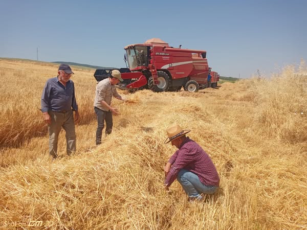 Balıkesir Gönen'de Arpa Hasadında Biçerdöver Kontrolü Yapıldı