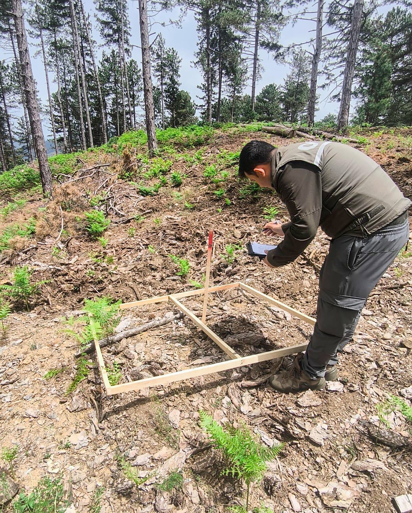 Balıkesir Orman Bölge Müdürlüğü'nde Karaçam Ormanları Yenileniyor