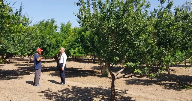 Balıkesir'de Meyve Üreticileriyle Bilgi Alışverişi Toplantısı Düzenlendi
