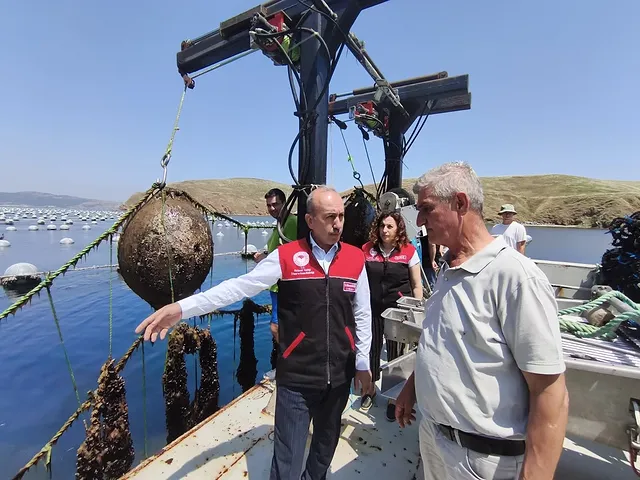 Balıkesir Midye Üretiminde Zirveye Ulaştı: Erdek'te Hasat Sevinci