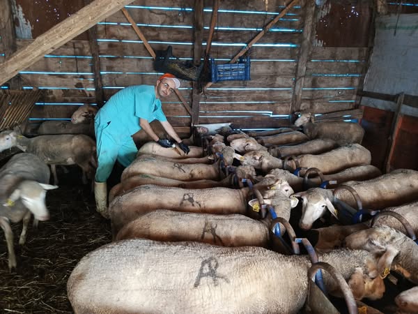 Gönen'de Küçükbaş Hayvanlara Veba ve Çiçek Aşısı Uygulaması Yapıldı