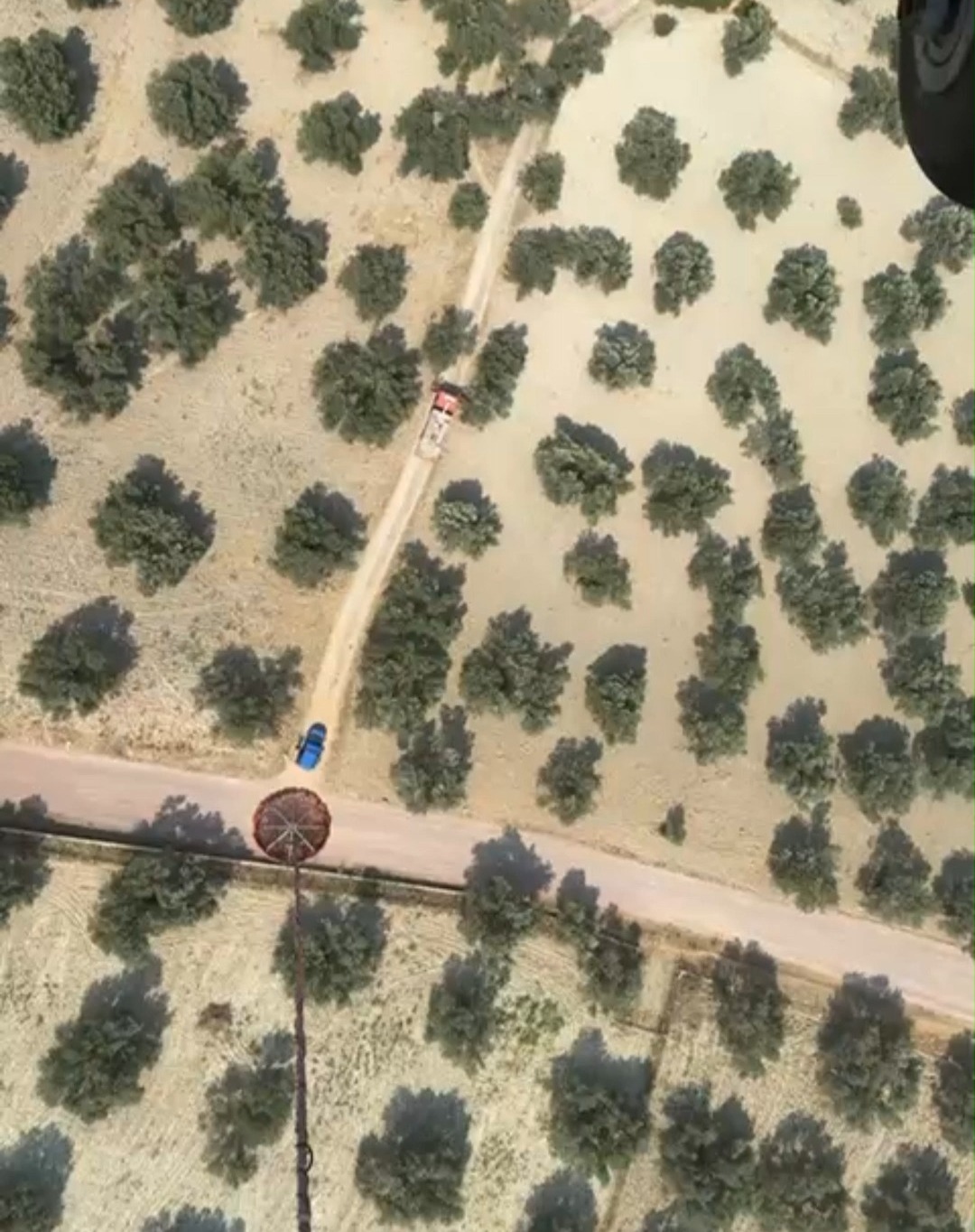 Balıkesir'de Zeytinlik Alanda Yangın: Ekipler Seferber Oldu