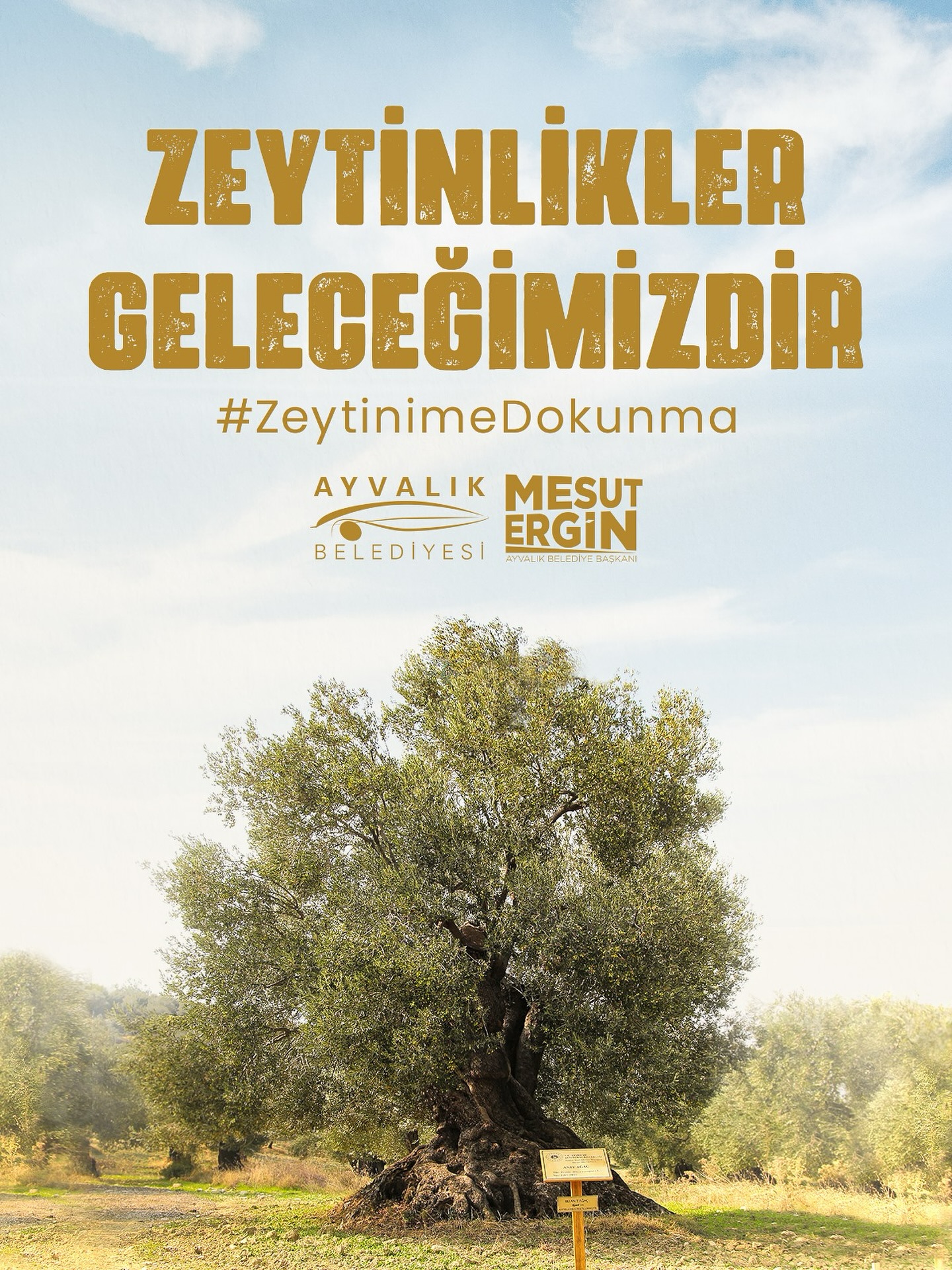 Ayvalık Belediye Başkanı'ndan Zeytin Ağaçları İçin Yasa Çağrısı