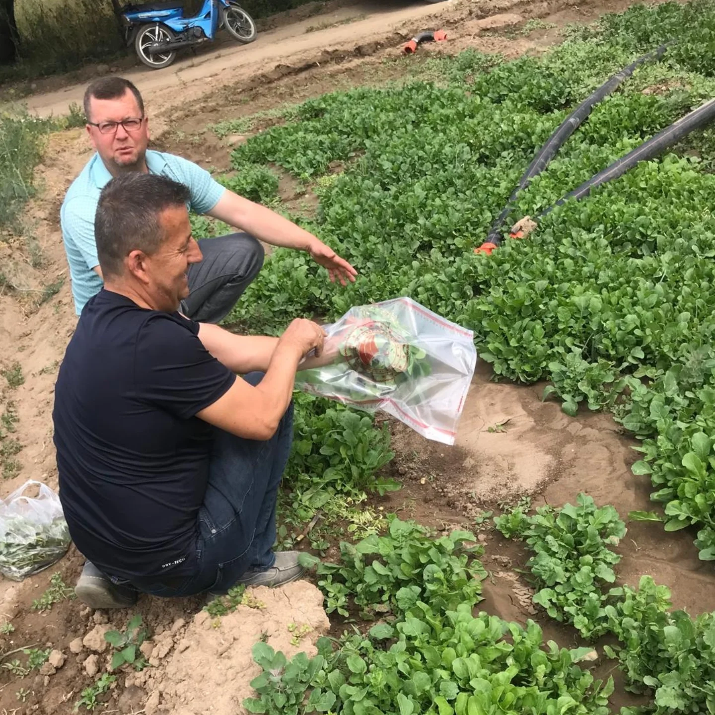 Havran'da Roka Numunesinde Pestisit Kalıntısı Tespit Edilmedi