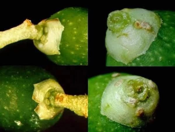 Gönen'de Zeytin Güvesi Mücadelesi Başladı: Üreticilere İlaçlama Uyarısı