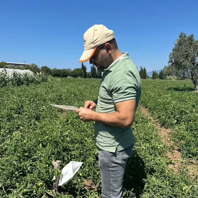 Edremit'te Domates Güvesi Uyarısı: Üreticilere Biyoteknik ve Kimyasal Mücadele Çağrısı