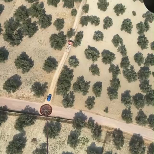 Balıkesir'de Zeytinlik Alanda Yangın: Ekipler Seferber Oldu