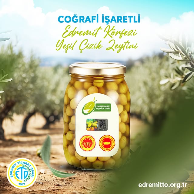 Edremit Körfezi Yeşil Çizik Zeytini Coğrafi İşaretiyle Dünya Pazarına Açılıyor