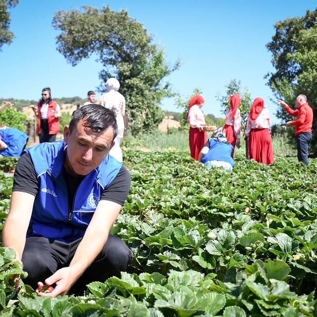 Gençlik ve Spor İl Müdürlüğü'nden Sarıalan'da Gönüllü Çilek Hasadı Etkinliği