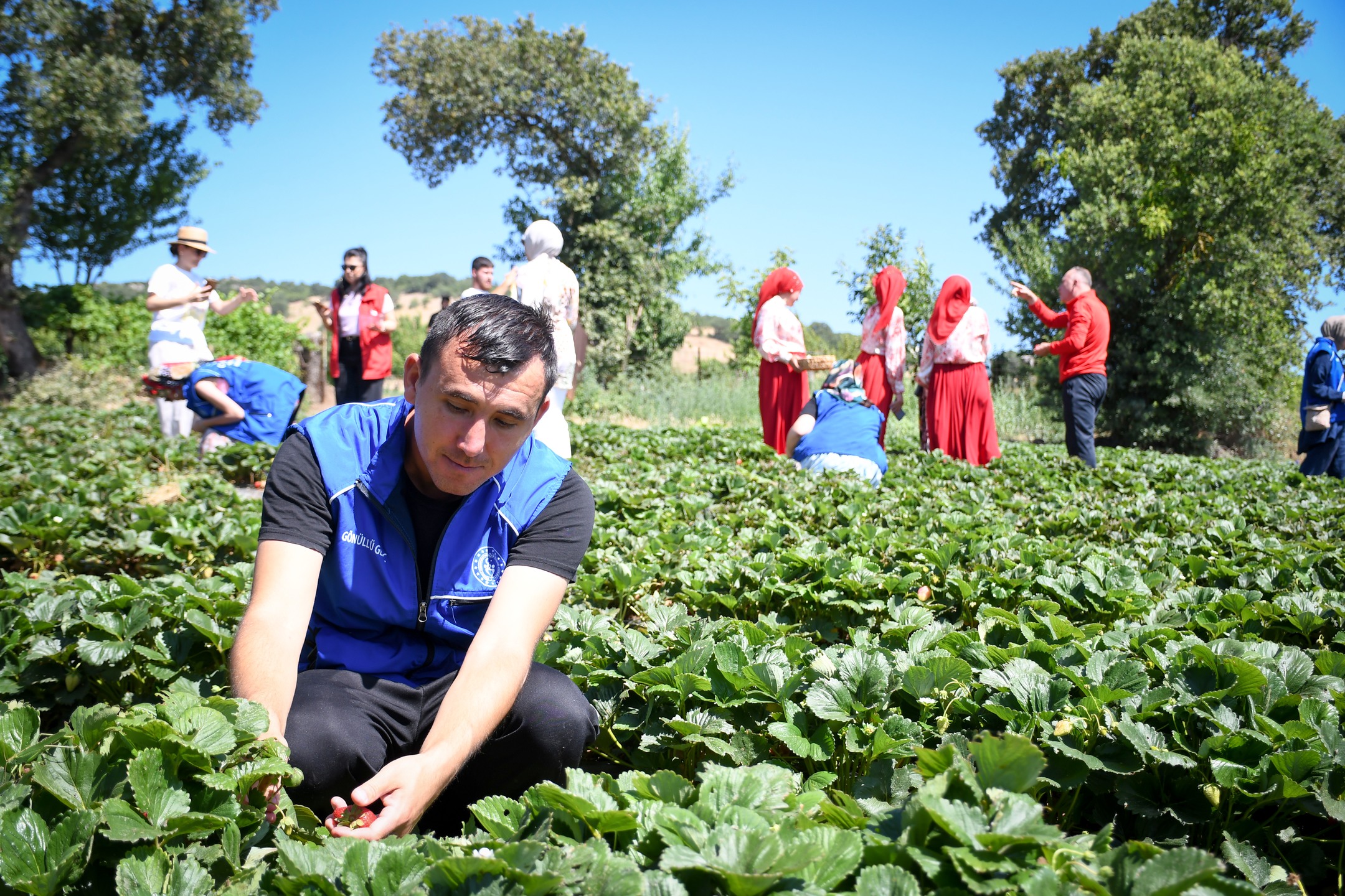 Sarıalan'da Gönüllü Gençler Çilek Hasadına Katıldı